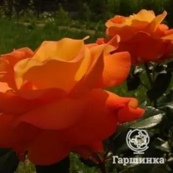 Роза Мюнхнер Херц чайно-гибридная, Топалович