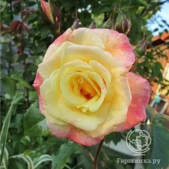 Роза Мунлайт чайно-гибридная, Imperial Rose