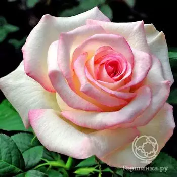 Роза Мунстоун, Викс