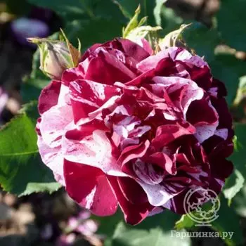 Роза Нью Имаджин, Дорье