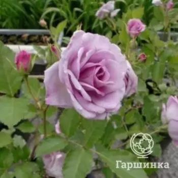 Роза Нью Эйдж флорибунда