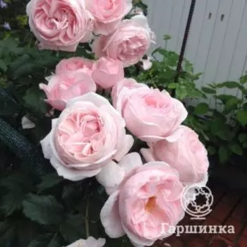 Роза Наэма Клим, Дельбар