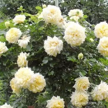 Роза Надя Мейдиланд, Мейян