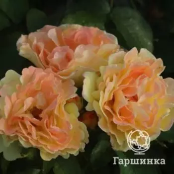 Роза Надя Зеруали