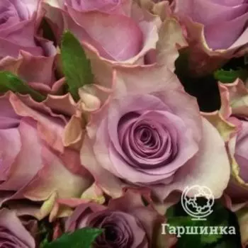 Роза Найтингейл флорибунда, Питомник роз
