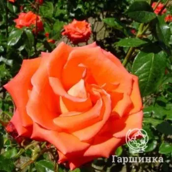 Роза Наранга, Питомник Розы Фокино