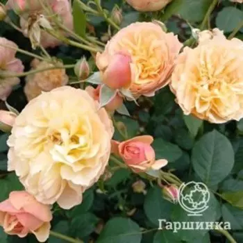 Роза Наталия Фрайла флорибунда, Питомник роз Королева Роза