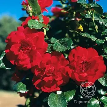 Роза Негреско плетистая, Топалович