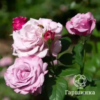 Роза Нептун чайно-гибридная