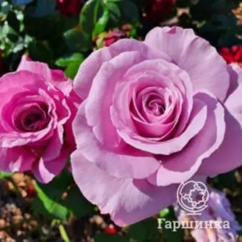 Роза Нептун чайно-гибридная