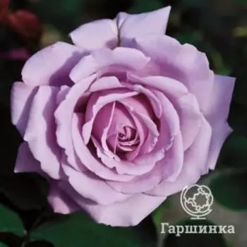 Роза Нептун чайно-гибридная, Воронежский питомник роз