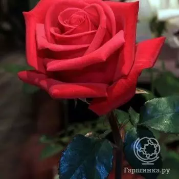 Роза Нигредо чайно-гибридная