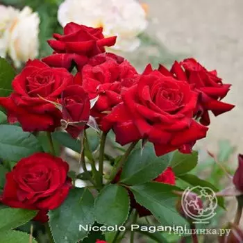 Роза Николо Паганини флорибунда, Top Roses