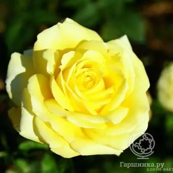 Роза Николя Уло чайно-гибридная, Топалович