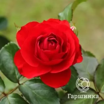Роза Нина Вэйбул флорибунда