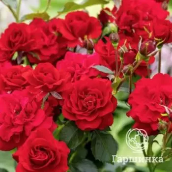 Роза Нина Вейбул флорибунда
