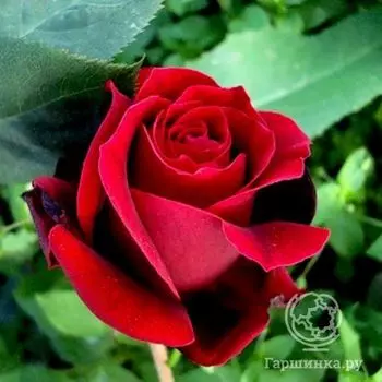 Роза Норита чайно-гибридная, Imperial Rose