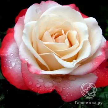 Роза Ностальжи чайно-гибридная, Тантау