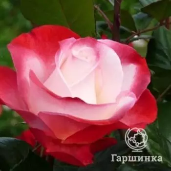 Роза Ностальжи чайно-гибридная, Тантау