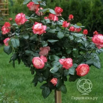 Роза Ностальжи на штамбе 110 см