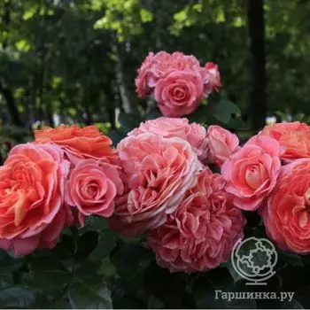 Роза Нотр Дам дю Розэр, Гийо