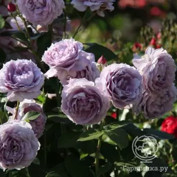 Роза Новалис, Топалович