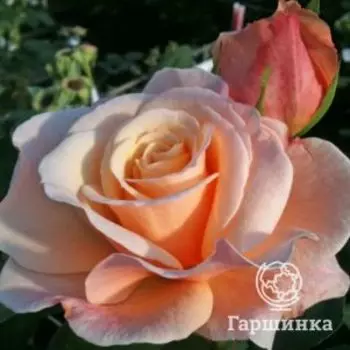 Роза О Хэппи Дэй чайно-гибридная, Топалович