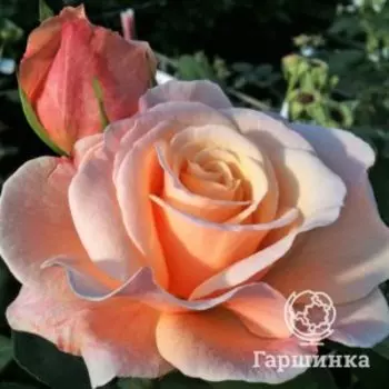 Роза О Хэппи Дэй, Питомник Розы Фокино