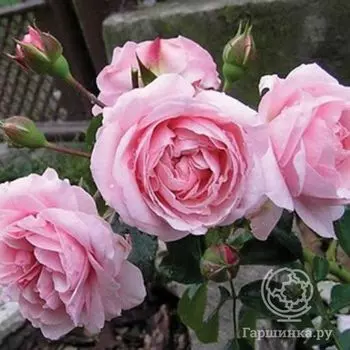 Роза Октавиа Хилл, Харкнесс