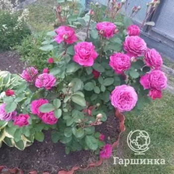 Роза Олд Порт флорибунда, Питомник роз