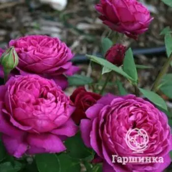 Роза Олд Порт флорибунда, Топалович