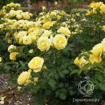 Роза Олголд флорибунда