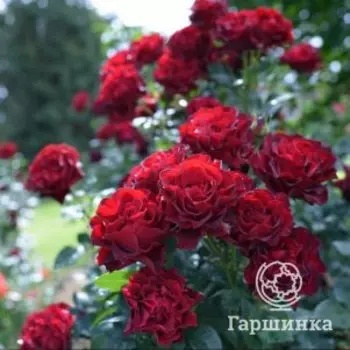 Роза Омаж О Барбара, Питомник Розы Фокино