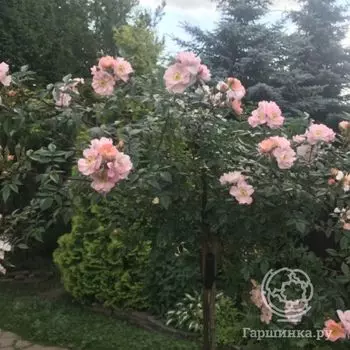 Роза Опен Армс на штамбе 140 см