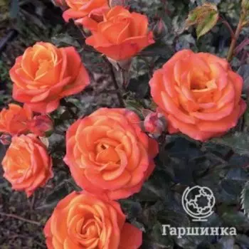 Роза Оранж Бэби миниатюрная