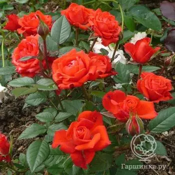 Роза Оранж Джувел миниатюрная, Imperial Rose