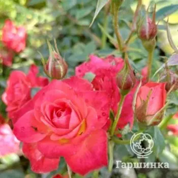 Роза Оранж Фейри