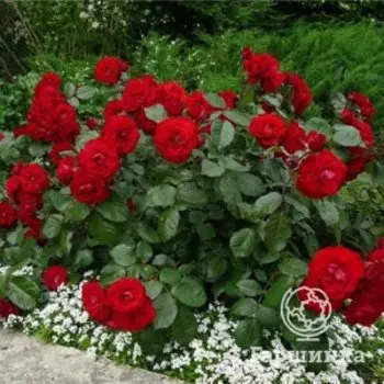 Роза Оранж Лаваглут, Питомник роз Королева Роза