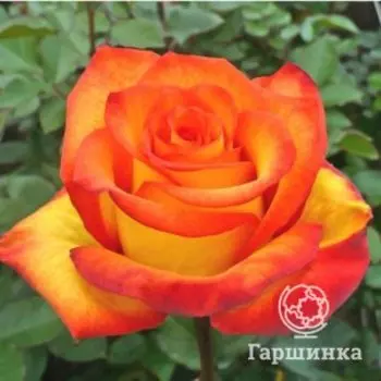 Роза Оранж Мэджик, Питомник роз
