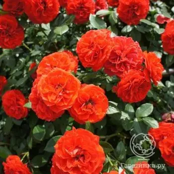 Роза Оранж Мейландина миниатюрная, Imperial Rose