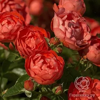 Роза Оранж Морсдаг, Харкнесс