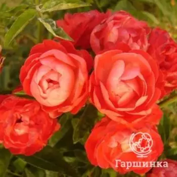 Роза Оранж Морсдаг, Харкнесс