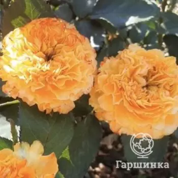 Роза Оранж Рива, Питомник роз