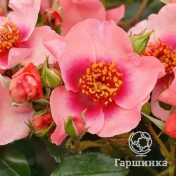 Роза Ориента Шила кустарниковая, Тантау