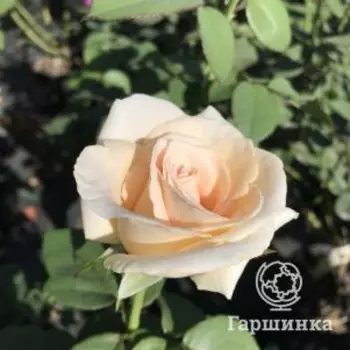 Роза Осиана чайно-гибридная