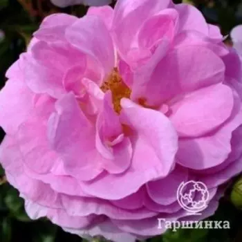 Роза Озеана плетистая