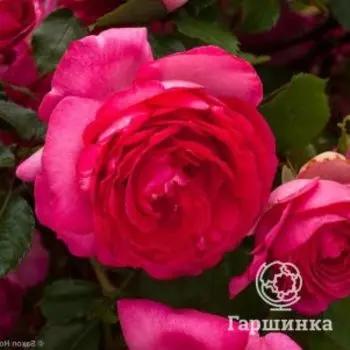 Роза Пьер Де Ронсар Цикламен, Питомник Розы Фокино