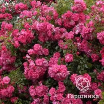 Роза Пальменгартен Франкфурт почвопокровная, Кордес