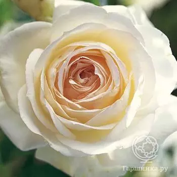 Роза Пале Рояль плетистая, Топалович