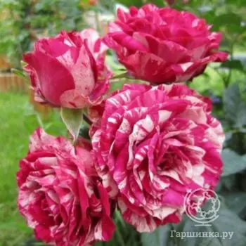 Роза Папагено флорибунда, Imperial Rose